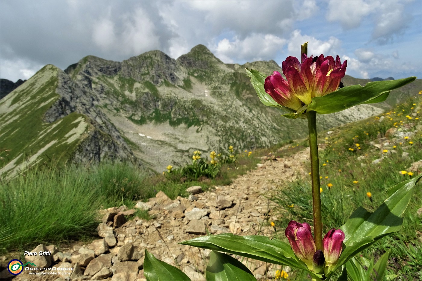 45 Genziana porporina (Gentiana purpurea) con vista in Corno Stella.JPG